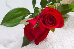Truyện cười: Hoa đẹp cho người đẹp nhất trần gian