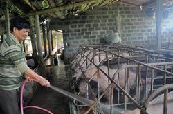 Thắng đậm vụ lợn tăng giá, chia nhau trăm tỷ tiền lãi