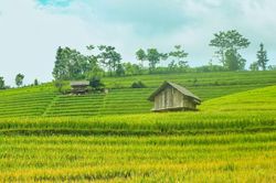 Check-in Tây Bắc mùa lúa chín tại 4 địa điểm nổi tiếng
