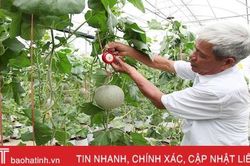 'Mục sở thị' vườn dưa lưới cho thu nhập gần nửa tỷ đồng mỗi năm ở Hà Tĩnh