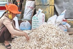 Lý Sơn vẫn còn khoảng 700 tấn tỏi khô chưa được tiêu thụ