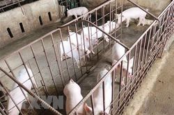 Nỗ lực đưa chăn nuôi trở thành ngành chính trong xuất khẩu nông nghiệp