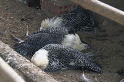 Quảng Trị công bố dịch bệnh cúm gia cầm H5N6 tại xã Vĩnh Lâm