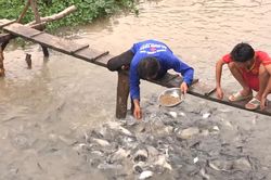 Nông dân bỏ tiền mua thức ăn, đốt đèn canh giữ đàn cá 'trời cho'