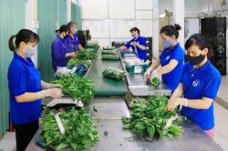 Phát triển hợp tác xã nông nghiệp ở Hà Nội: Chủ động tháo gỡ bất cập