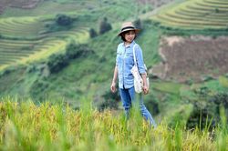 Mùa lúa chín ở Mù Cang Chải