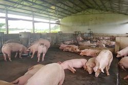 Việt Nam chuyển sang chăn nuôi hiện đại, hướng tới xuất khẩu