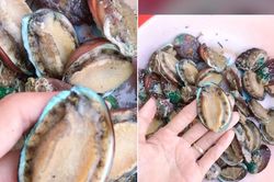 Thị trường ngày 16/9: 15.000 đồng/con 'bào ngư Hàn Quốc'