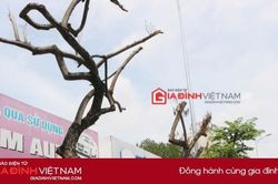 Cấp tốc truyền dịch, cây sưa đỏ bạc tỷ trên đường Nguyễn Văn Huyên - Hà Nội vẫn héo úa