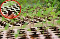 Thành phố Vinh xây dựng trên 50 ha rau an toàn theo hướng VietGAP