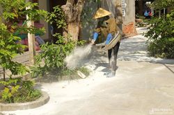 Báo động bùng phát dịch tả lợn châu Phi ở Nghệ An