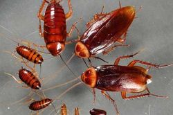 Tuyệt chiêu đuổi gián vĩnh viễn ra khỏi nhà mà không cần thuốc