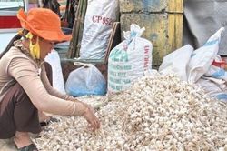 Lý Sơn còn khoảng 700 tấn tỏi trong dân chưa tiêu thụ