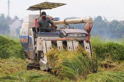 Người Hội An gặt lúa 'chạy' bão số 5