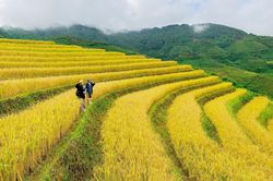 Vẻ đẹp mùa vàng ở Sơn La
