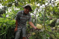 Trồng na 'khổng lồ' thu lãi trăm triệu