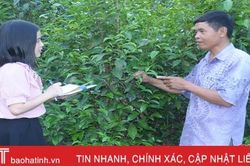 Xây dựng thương hiệu cho vùng chè xanh cổ thụ ở Hà Tĩnh
