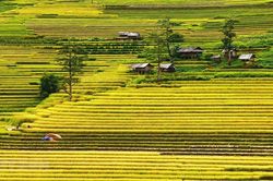 Rực rỡ sắc vàng nơi rẻo cao Mù Cang Chải