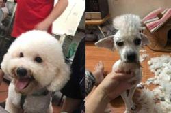 Thử tay nghề tỉa lông thú cưng 'đỉnh cao' của đứa em và cái kết khiến thiên hạ 'cười ra nước mắt'