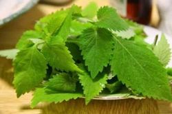 Những loại rau gia vị là thuốc kháng sinh tự nhiên trong bếp nhà bạn