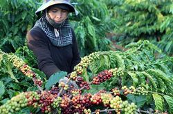 Nhập làn 'cao tốc EVFTA' - Kỳ II: Chuyển từ 'lượng' sang 'chất'