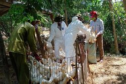 Công bố dịch bệnh cúm gia cầm H5N6 tại xã Vĩnh Lâm