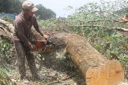 Người dân Long Thành nuối tiếc khi những vườn cao su lâu năm bị đốn hạ