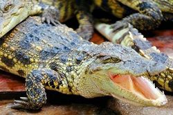 Trao giải Ig Nobel cho nghiên cứu về giọng cá sấu