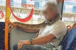 Hoảng hồn người đàn ông quấn rắn quanh cổ làm khẩu trang đi trên xe buýt