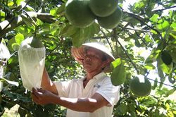 Cát Tiên đẩy mạnh cải tạo vườn hộ, vườn tạp