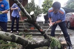 Bão số 5 đổ bộ vào đất liền, cây đổ la liệt ở TP.Huế