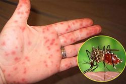 Phòng, chống bệnh sốt xuất huyết từ mỗi gia đình