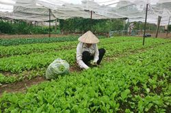 Hợp tác xã Lĩnh Nam đẩy mạnh cung ứng nông sản vào chuỗi hàng hóa tiêu dùng
