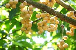 Thư gửi người xa xứ: Dâu Hạ Châu