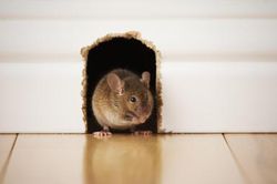 Mẹo xử lý mùi chuột chết trong nhà hiệu quả