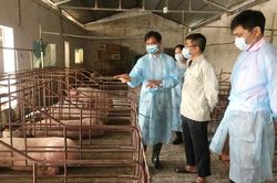 Tăng giám sát để phòng, chống bệnh Dịch tả lợn châu Phi