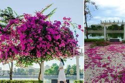 Cưa trộm gốc hoa giấy