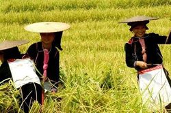 Người Việt đi du lịch Việt