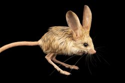 Jerboa: Loài vật đáng yêu được kết hợp từ chuột, thỏ, lợn, chuột túi?