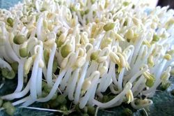 Cách tự làm giá đỗ ngay tại nhà nhanh gọn, rẻ tiền lại an toàn cho sức khỏe