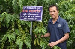 Tăng dần năng suất cà phê sinh học