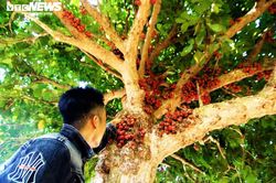 Rực đỏ dâu đất chín mọng ở vùng trung du xứ Quảng