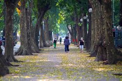 Mùa thu trên những con phố ở Hà Nội