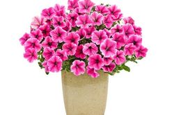Tử vi hôm nay 22/9 của 12 cung hoàng đạo: Chuyện tình cảm của Bạch Dương không được thuận lợi