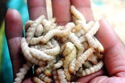 TP Hồ Chí Minh: Đặc sản sâu tre nửa triệu đồng/kg