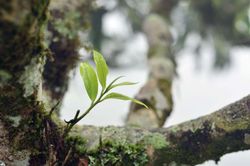 Đi tìm 'Đông phương mỹ nhân'