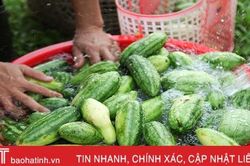 Mùa dưa non 'kém vui' của nông dân Hà Tĩnh