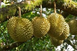 Khánh Hòa có 18 sản phẩm OCOP được xếp hạng 3 sao