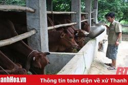 Hỗ trợ sản xuất góp phần xóa đói, giảm nghèo ở các địa phương miền núi