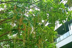 Rực rỡ mùa hoa lộc vừng nhuộm đỏ phố phường Hà Nội